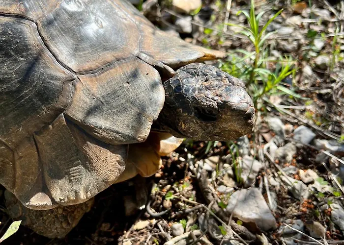 Cosineshouse * Leonídion